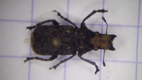 Platyrhinus resinosus